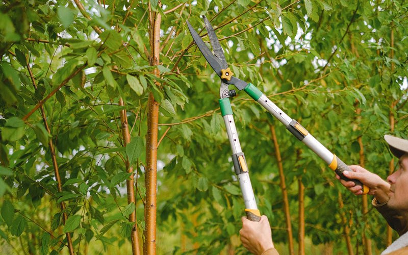 Tree trimming in Trenton, FL